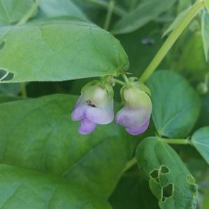 Meet your Posher, Olive